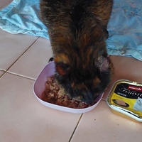 photo de livraison pour L'école du Chat d'Ollioules