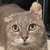photo animal