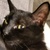 photo animal
