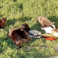photo de livraison pour Les chats Port-Saint-Louisiens