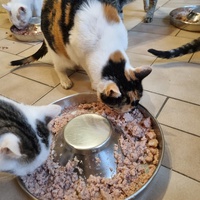 photo de livraison pour Animalove