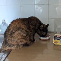 photo de livraison pour Adoption Féline Estuaire