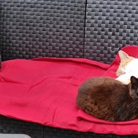 photo de livraison pour Patounes de Chats