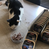 photo de livraison pour Les chats de l'Indifférence