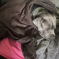 photo de livraison pour Un Espoir pour les Sans Voix
