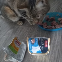photo de livraison pour Les Pattounes de l'Espoir