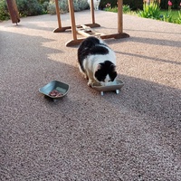 photo de livraison pour Chat de Gout'hier sans Toit