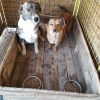 photo de livraison pour Animals voice Macedonia