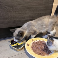photo de livraison pour SOS Chat 93