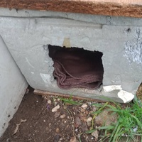 photo de livraison pour Les Chats-Pitresdelavi-Ste