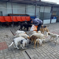 photo de livraison pour Associtia Axi Hope Romania