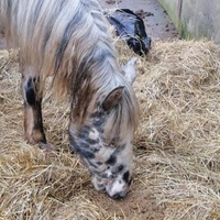 photo de livraison pour Au Bonheur Animal