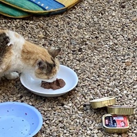 photo de livraison pour Ecole du Chat des Alpilles