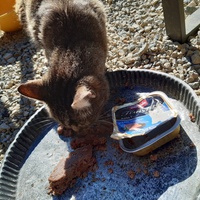 photo de livraison pour Chats errants du val du crenu
