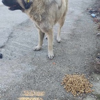 photo de livraison pour Civic Initiative Kane Korzo Skopje