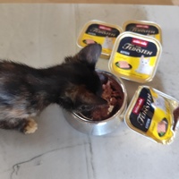 photo de livraison pour Le Gang des Matous