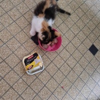 photo de livraison pour Chat L'Heureux Chat l'Ange et Cie