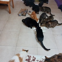photo de livraison pour Les Amis de Michouette