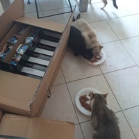 photo de livraison pour Au Chant des Chats