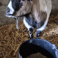 photo de livraison pour 4 Sabots et un Fer