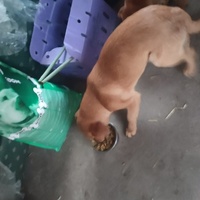 photo de livraison pour Ivana Nikolić