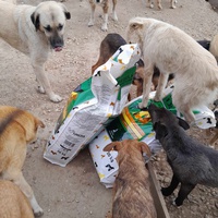 photo de livraison pour Happy Shelter Skopje