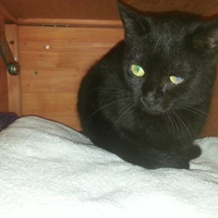 photo de livraison pour Amicale Chats
