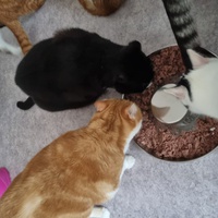 photo de livraison pour Animalove