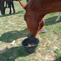 photo de livraison pour Equi-Libre : Droit à la Retraite Equine