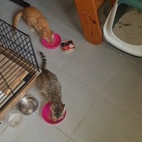 photo de livraison pour Leschatsmartinois