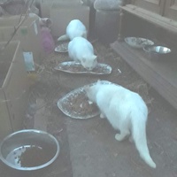 photo de livraison pour Chat Suffit a.sb.l.