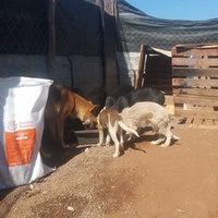 photo de livraison pour Association Mira Protection des Animaux et de l'Environnement