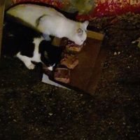 photo de livraison pour Les Chats de Dugny