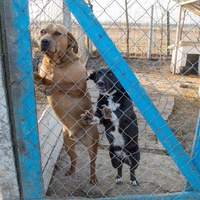 photo de livraison pour Azil Bella