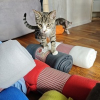 photo de livraison pour Milles et une Pattounes