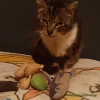 photo de livraison pour Pour l'Amour des Chats