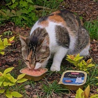 photo de livraison pour Adoption Féline Estuaire