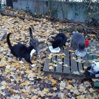 photo de livraison pour Chats Sans Toit 54