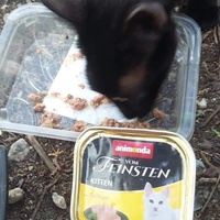 photo de livraison pour Les Chats-Pitresdelavi-Ste
