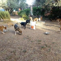 photo de livraison pour Help Adopt Moroccan Animals