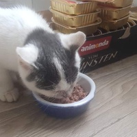 photo de livraison pour Stérilcat 80
