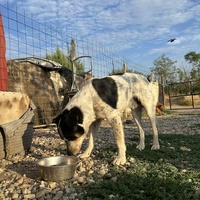 photo de livraison pour Animals voice Macedonia