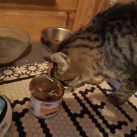 photo de livraison pour Chats errants du val du crenu
