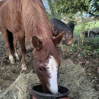 photo de livraison pour Les Crinières de Salherm