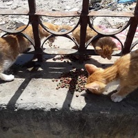 photo de livraison pour ADAN Essaouira