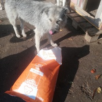 photo de livraison pour Europe4strays