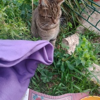 photo de livraison pour Les Chats-Pitresdelavi-Ste