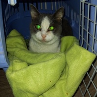 photo de livraison pour Les Pattounes de l'Espoir