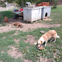 photo de livraison pour Serbian Society for the Protection of Animals - SSPA