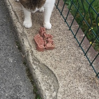 photo de livraison pour Chats cerbériens